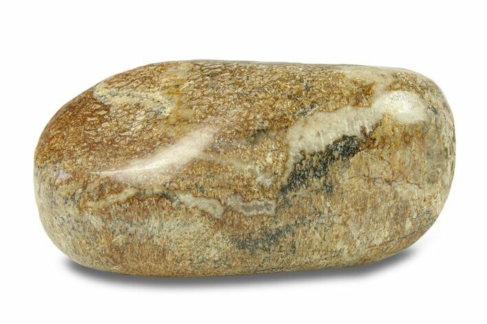 Polished Dinosaur Bone (Gembone) - Morocco #287508